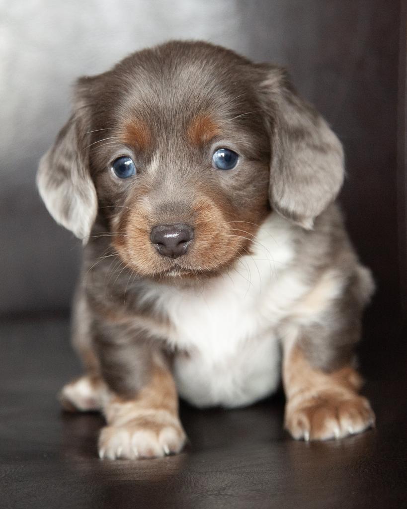 Mini Dachshund - Male