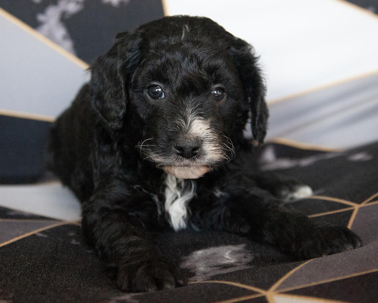 Mini F1b Goldendoodle - Male