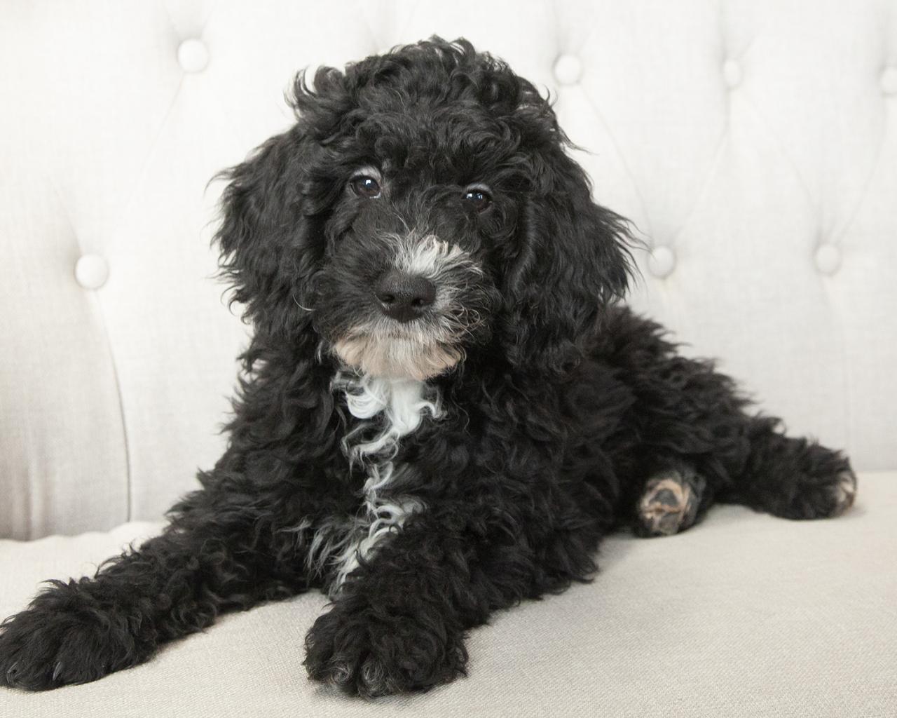 Mini F1b Goldendoodle - Male