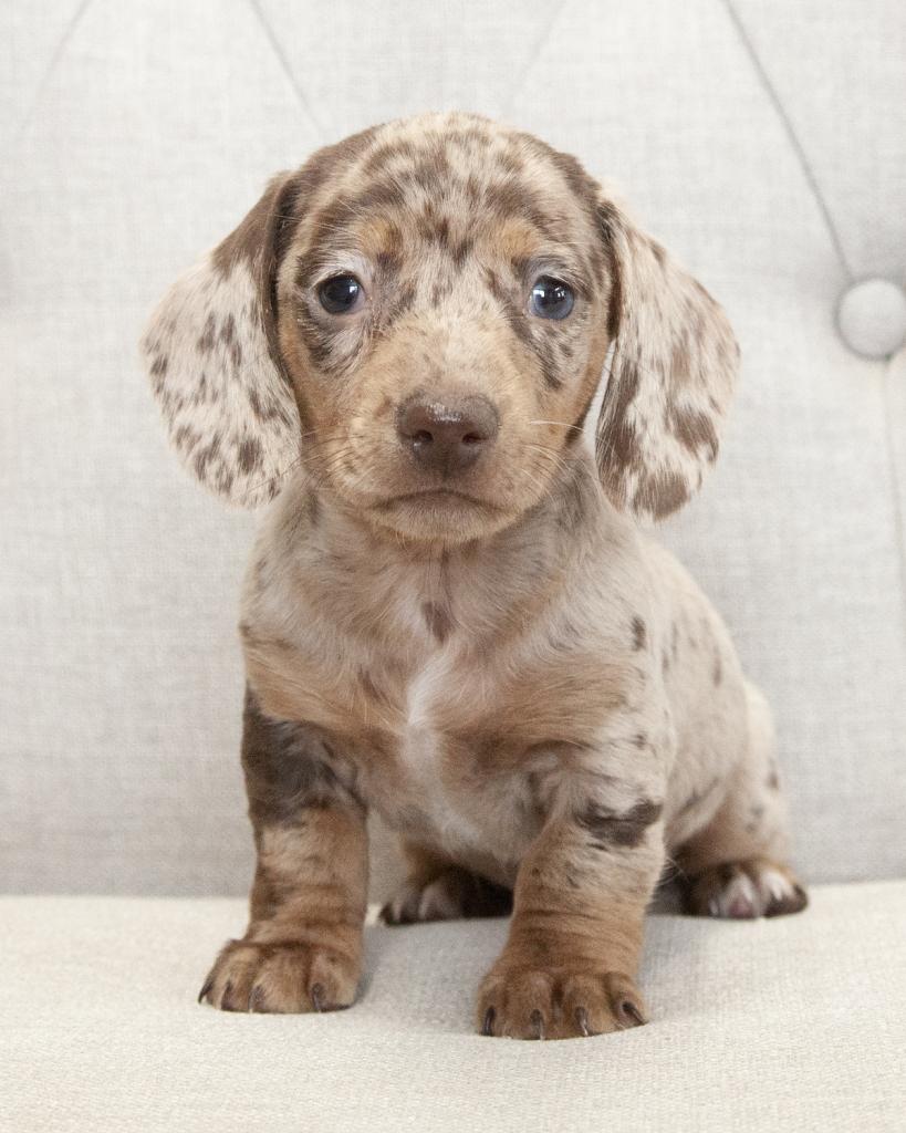 Mini Dachshund - Male