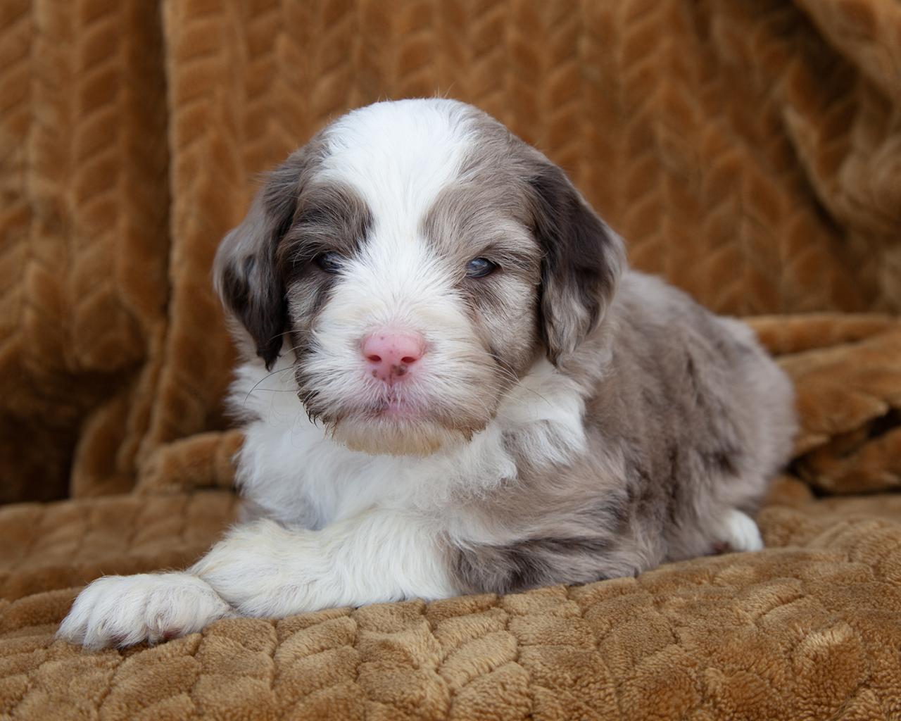 Mini F1b Aussiedoodle - Female