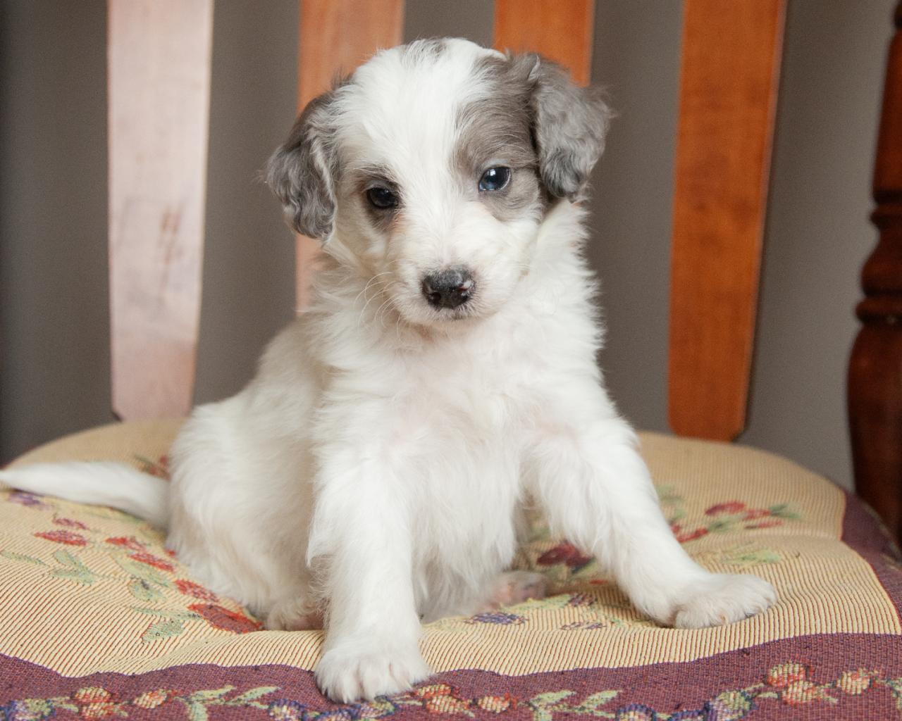 Mini Goldendoodle - Male