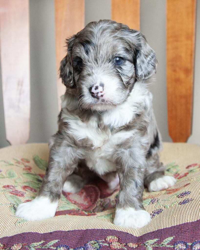 Petite F1b Goldendoodle - Male