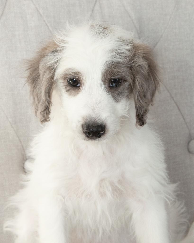 Mini Goldendoodle - Male