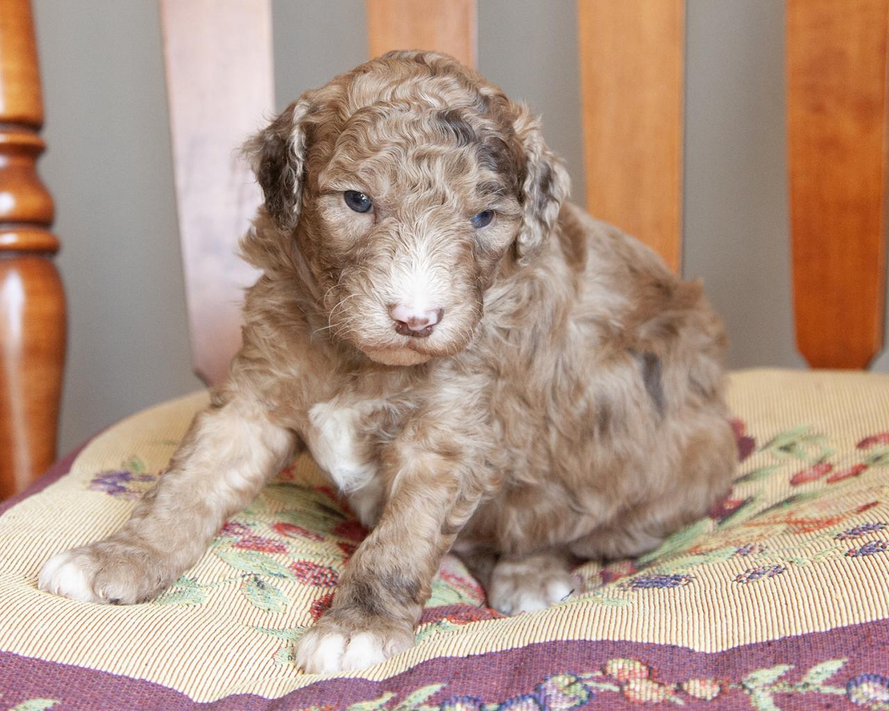 Mini F1b Goldendoodle - Male