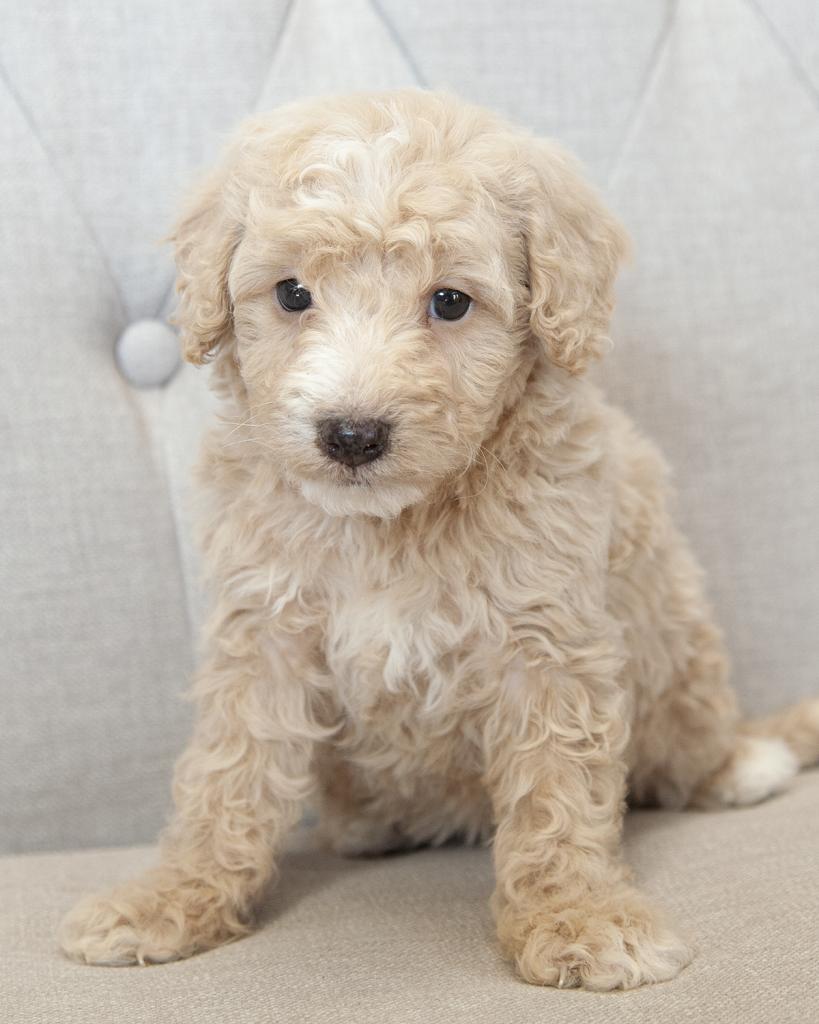 Mini F1b Goldendoodle - Male