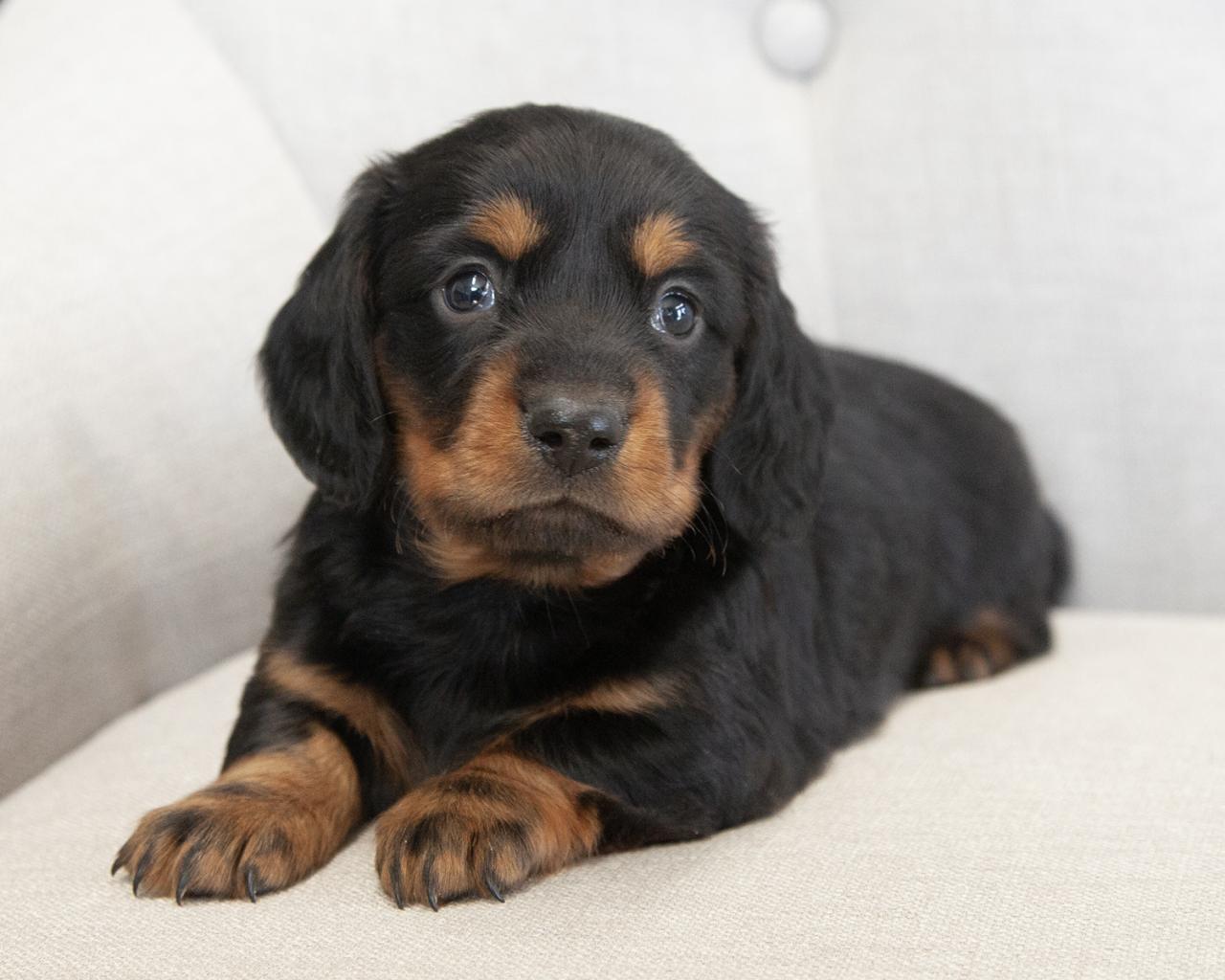 Mini Dachshund - Male