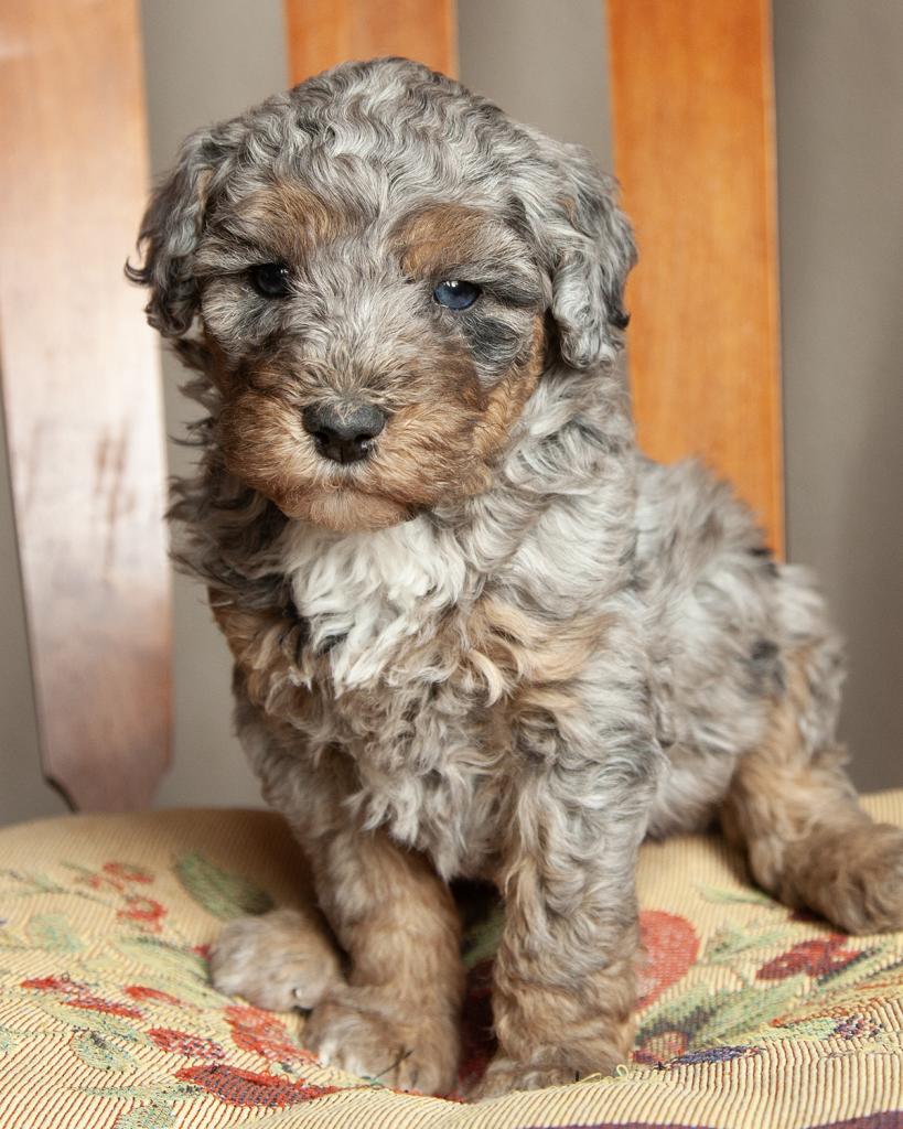 Mini F1b Bernedoodle - Male