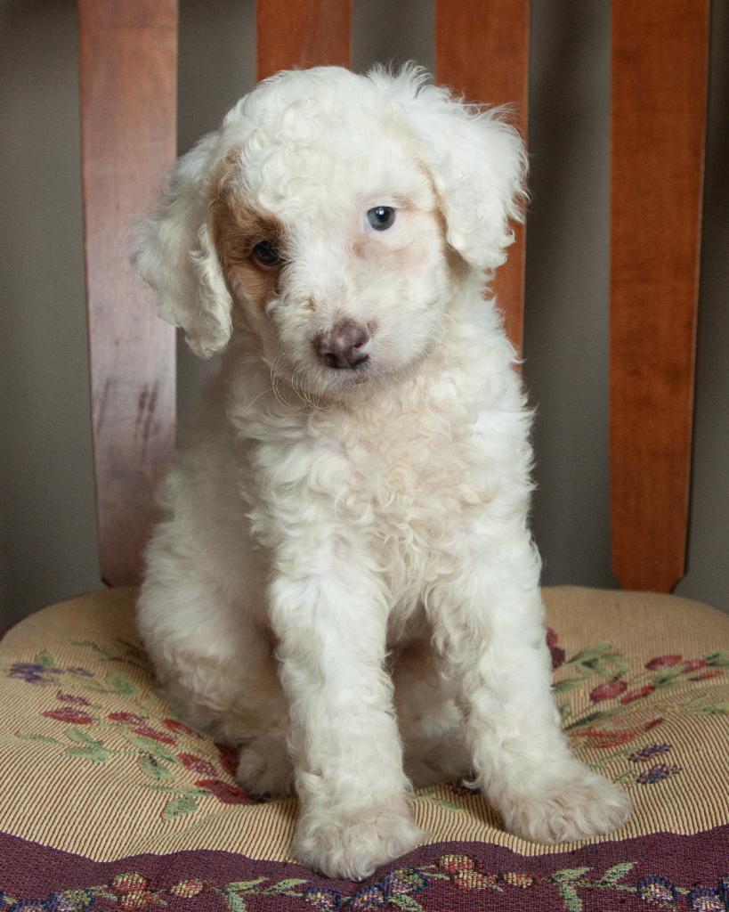 Mini F1b Goldendoodle - Male