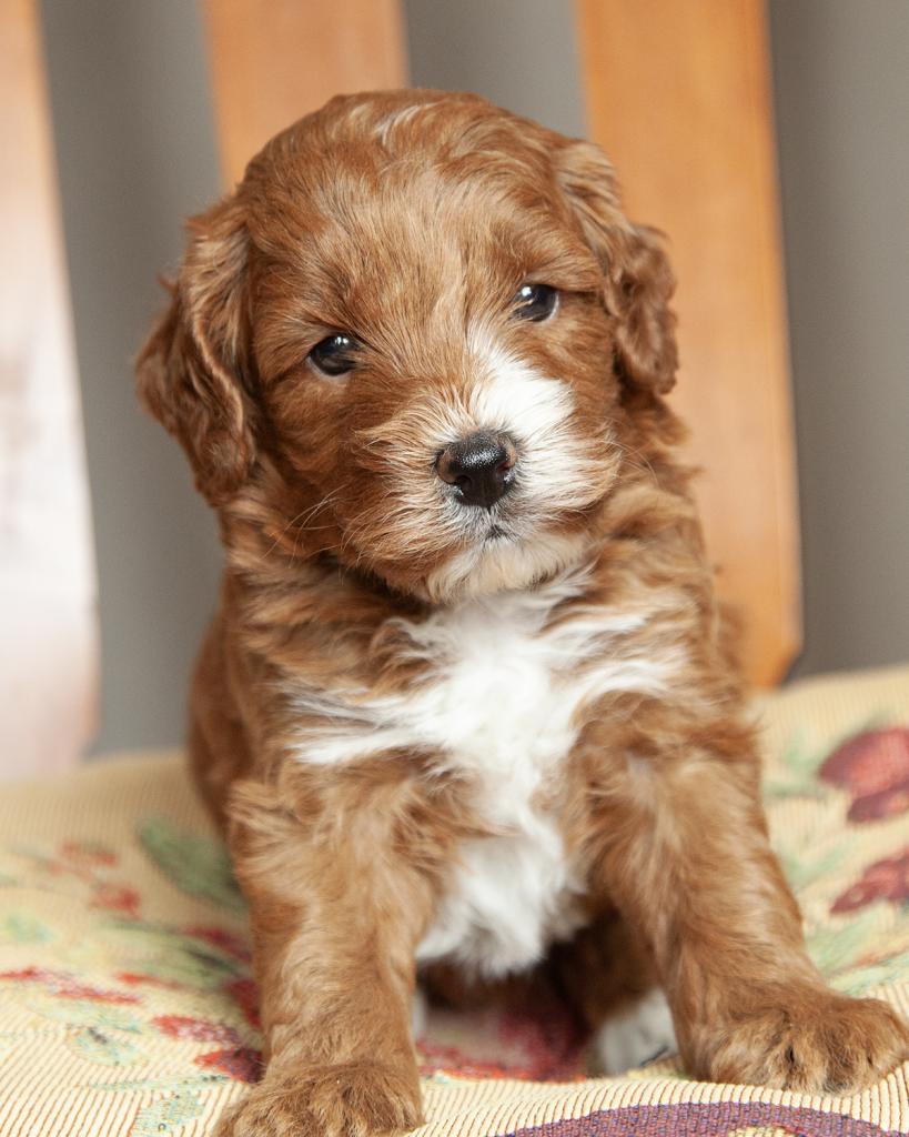 Mini F1b Goldendoodle - Male