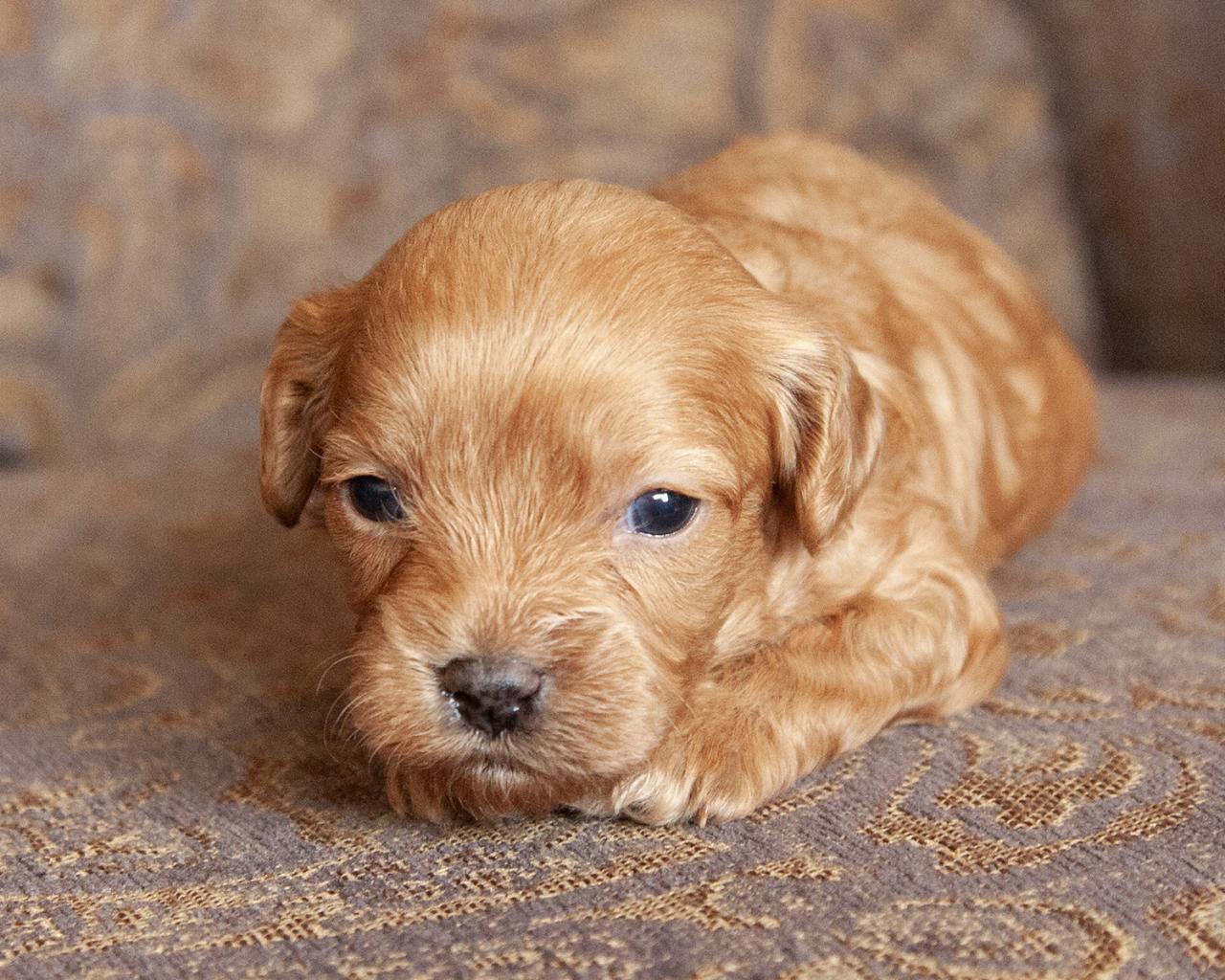 Cavapoo - Male