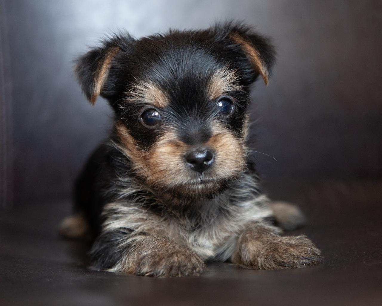 Yorkshire Terrier - Female
