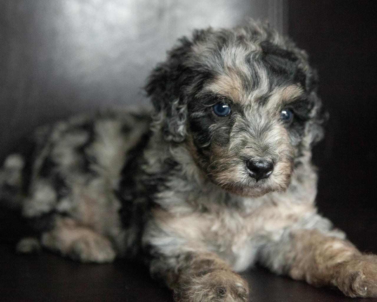 Mini Bernedoodle - Male