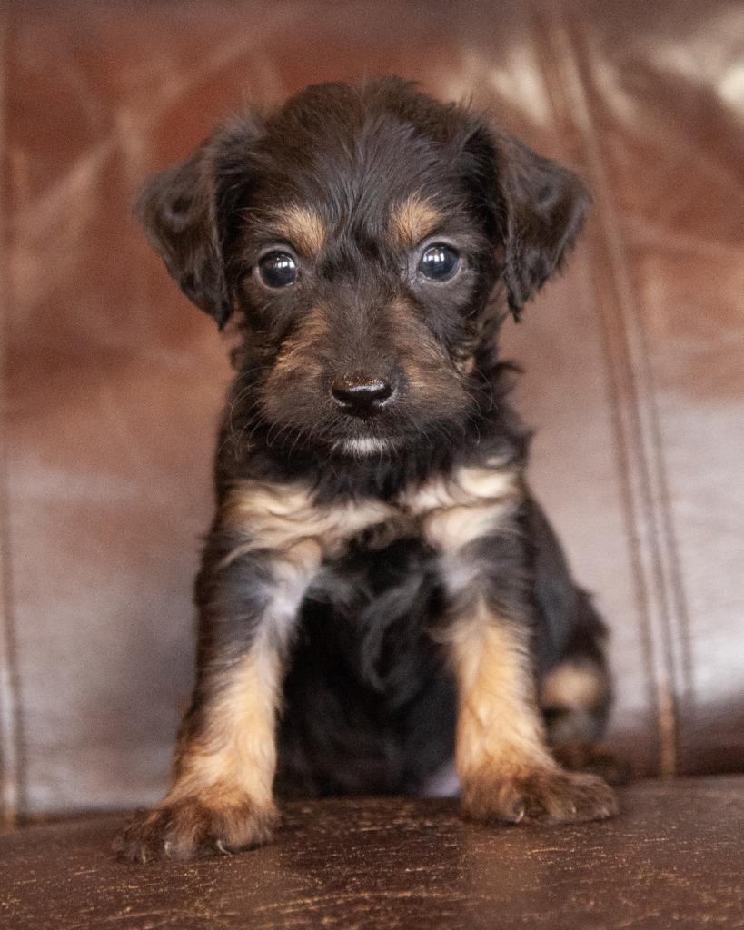 Yorkiepoo - Male