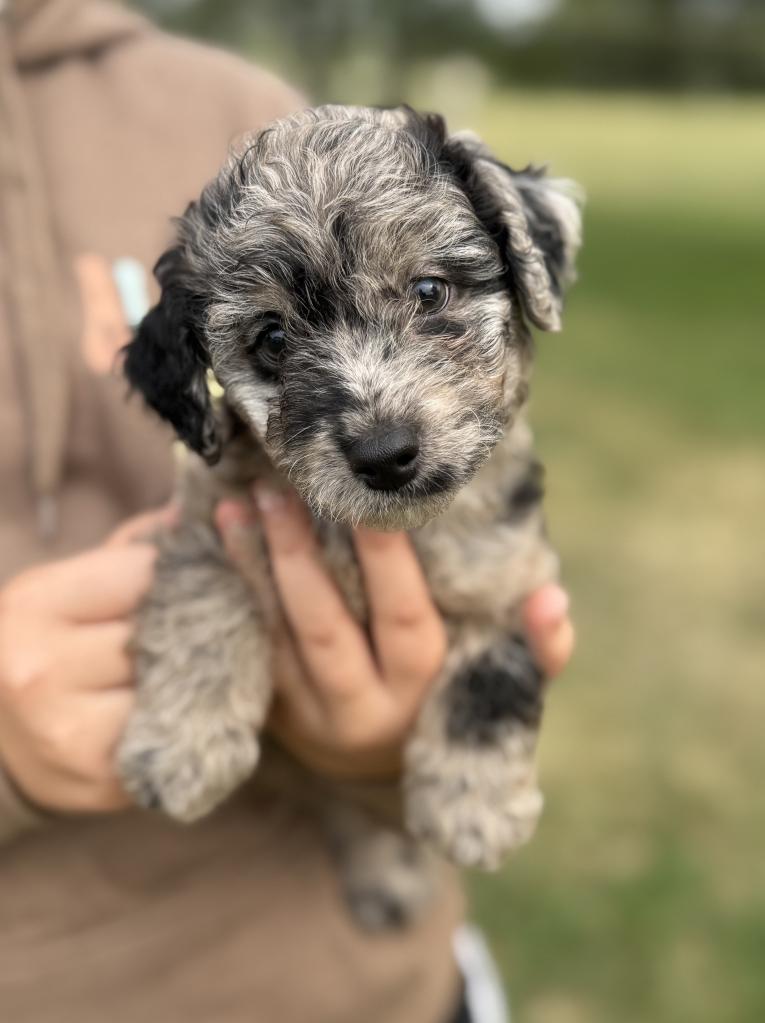 Petite F1B Goldendoodle - Male