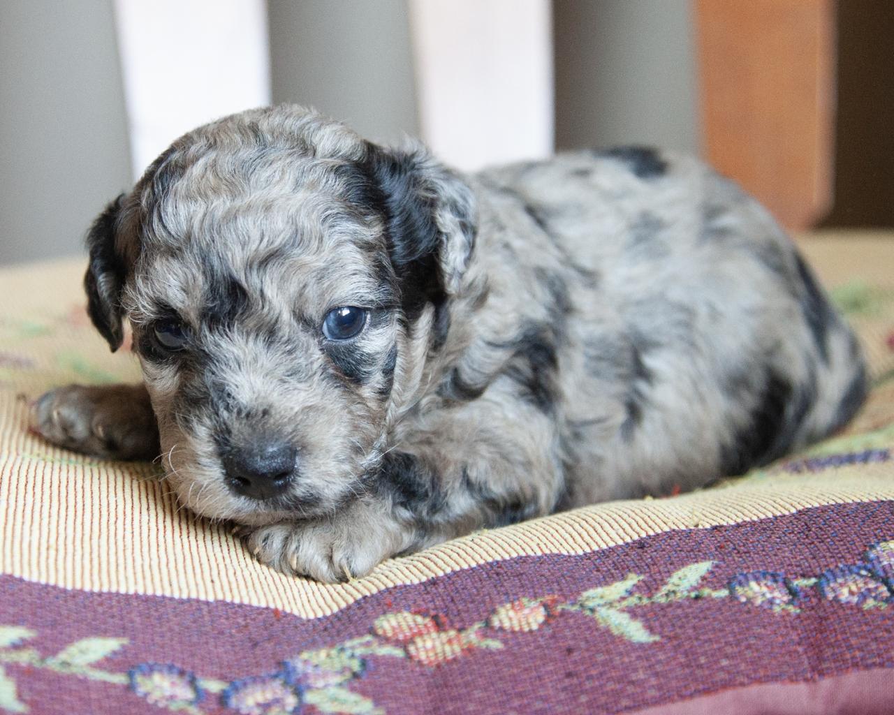 Petite F1B Goldendoodle - Male