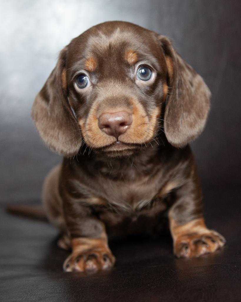 Mini Dachshund - Male