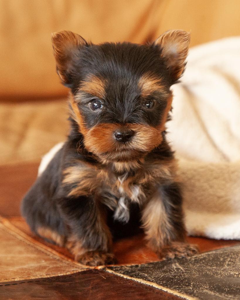 Yorkshire Terrier - Male