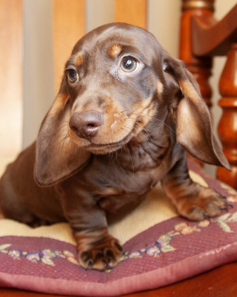 Mini Dachshund - Male