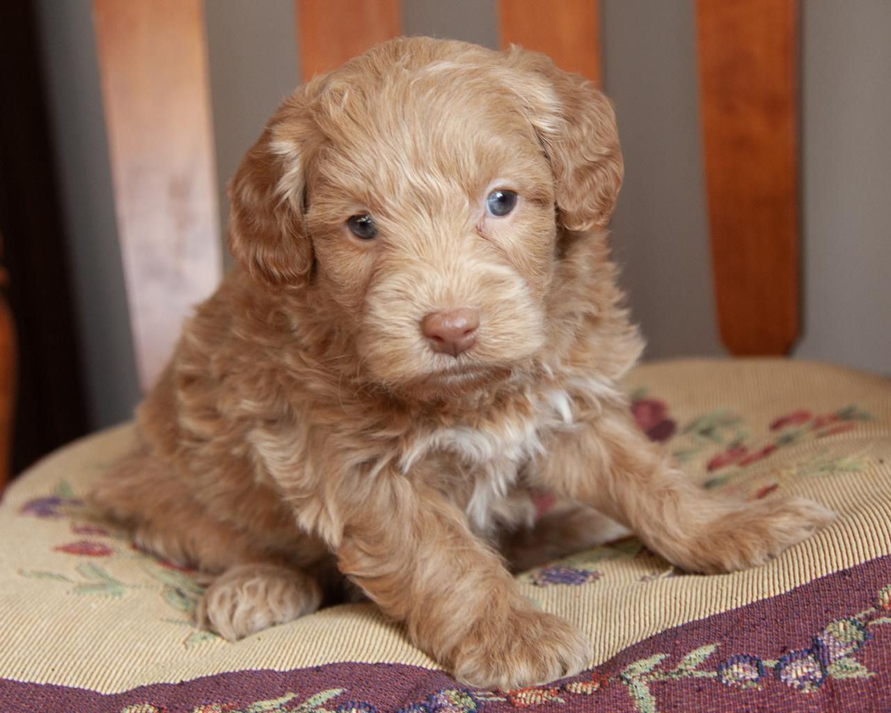 Mini Goldendoodle - Female