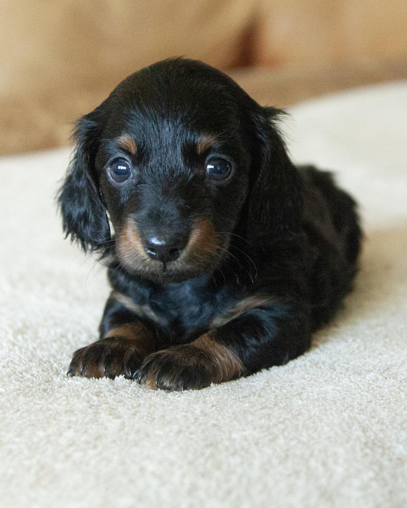 Mini Dachshund - Long Hair - Female