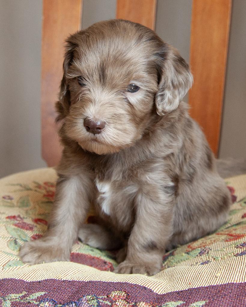 Mini Bernedoodle - Male