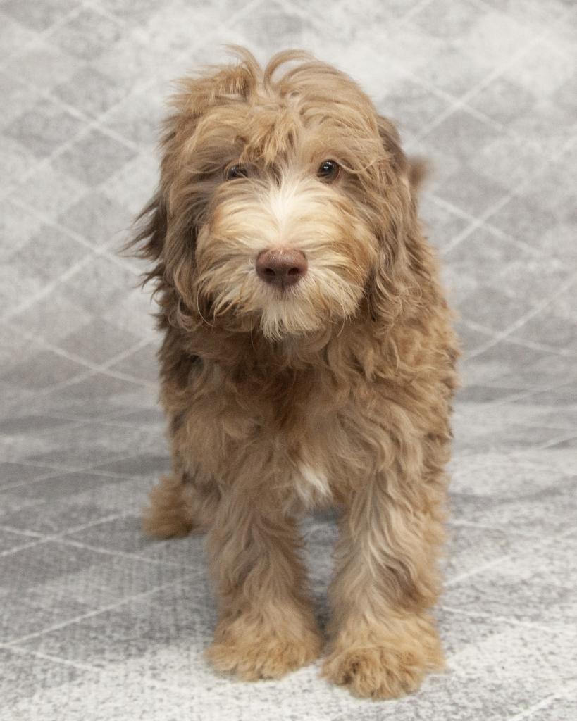 Mini Bernedoodle - Male