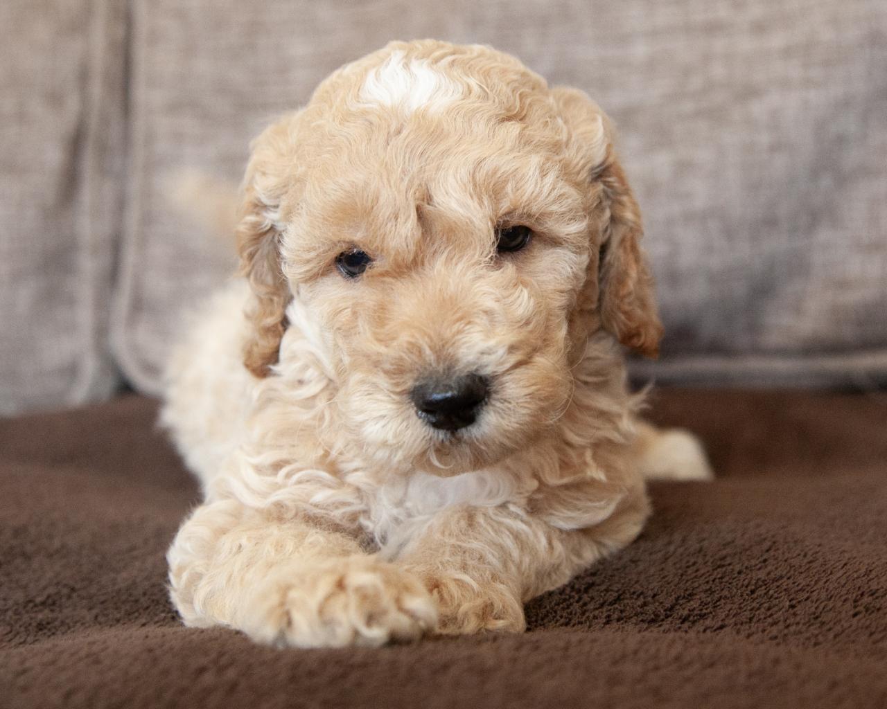 Mini Goldendoodle - Male