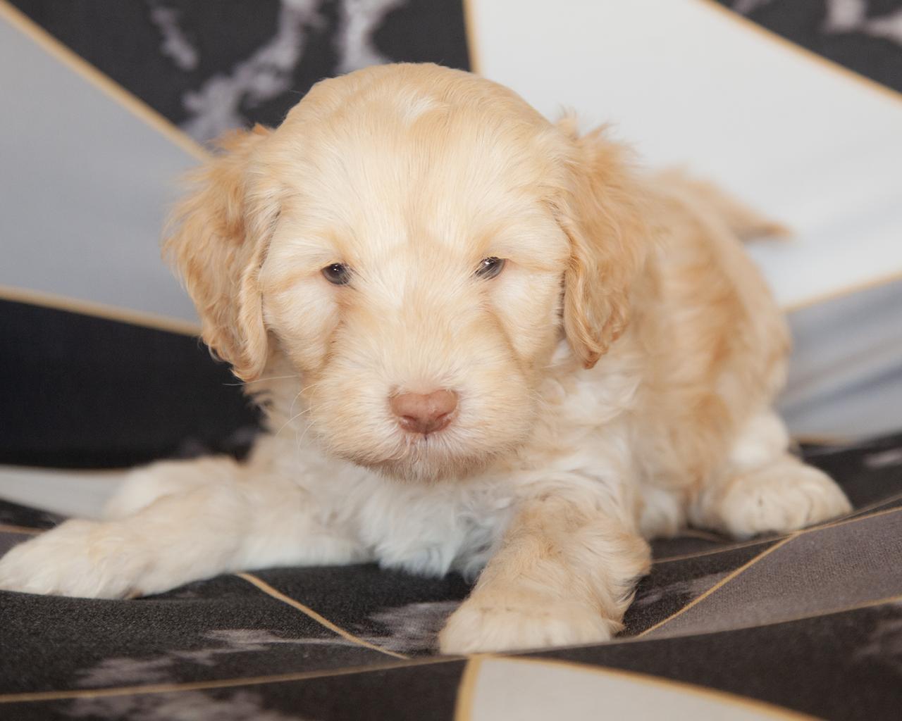Mini Goldendoodle - Male