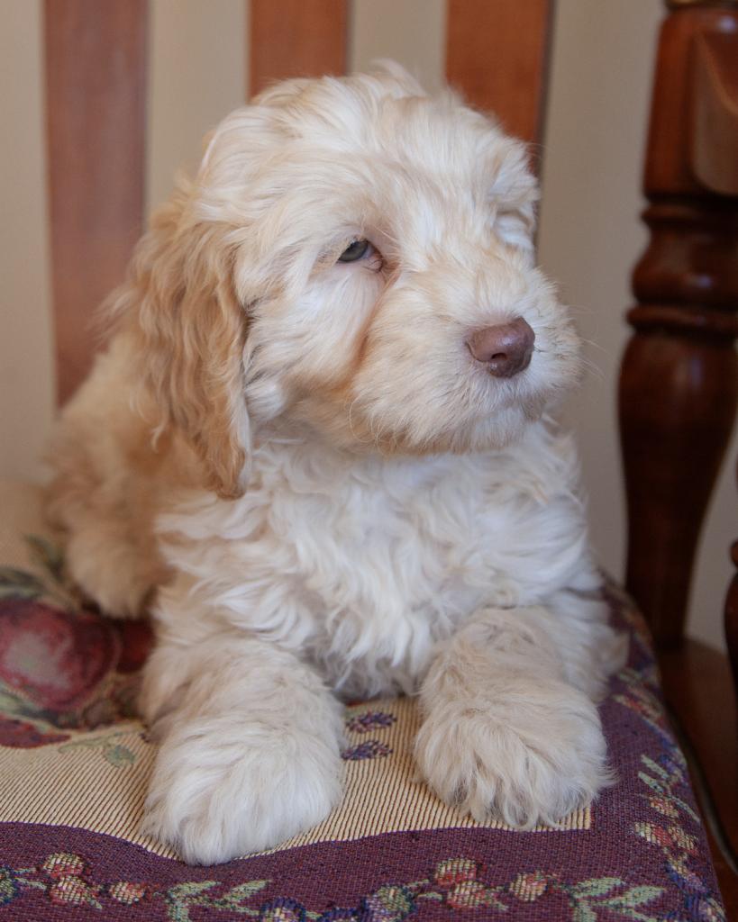 Mini Goldendoodle - Male