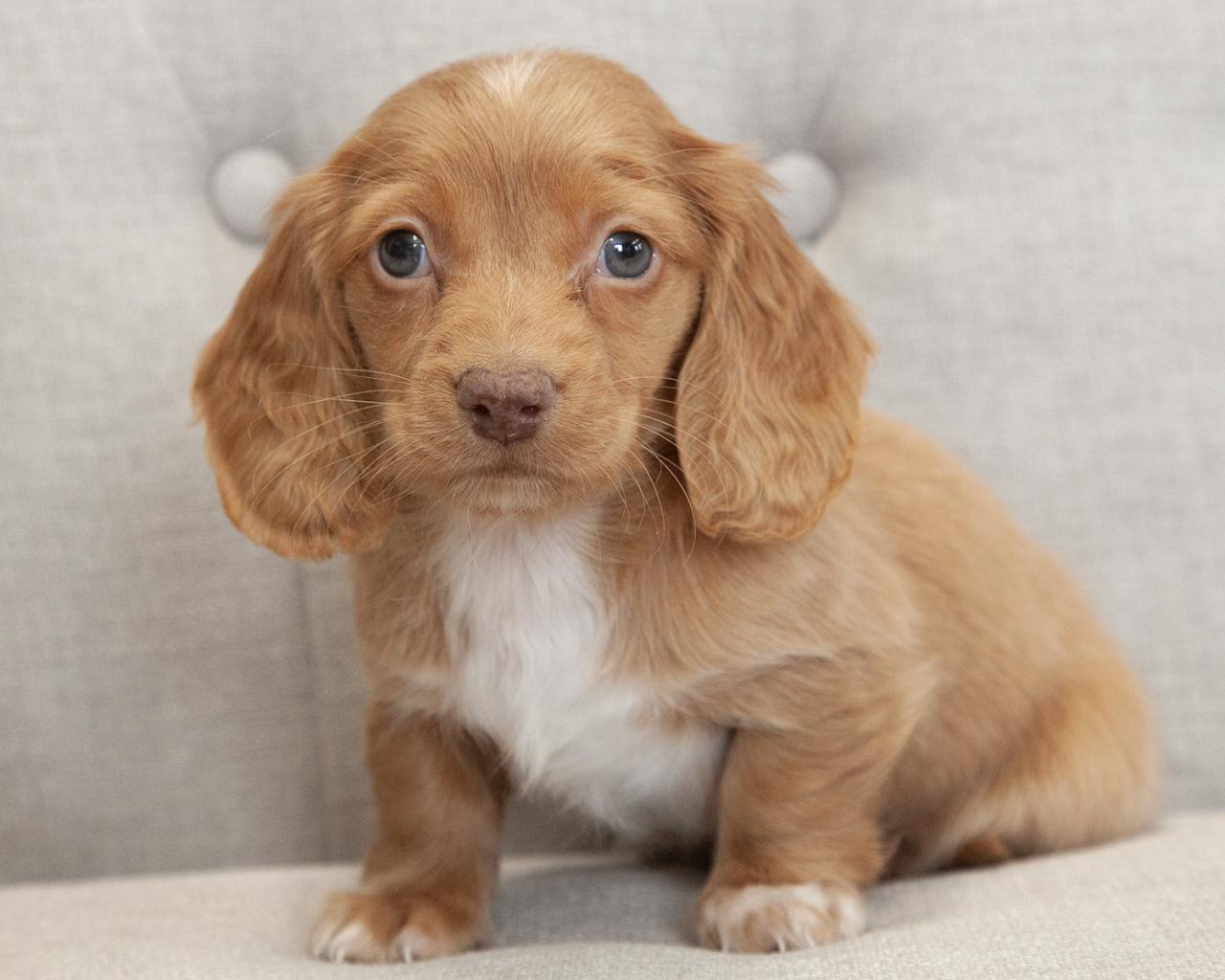 Mini Dachshund - Male