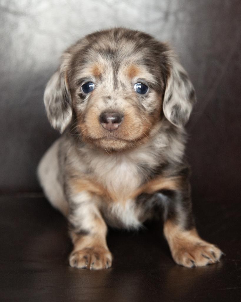 Mini Dachshund - Female