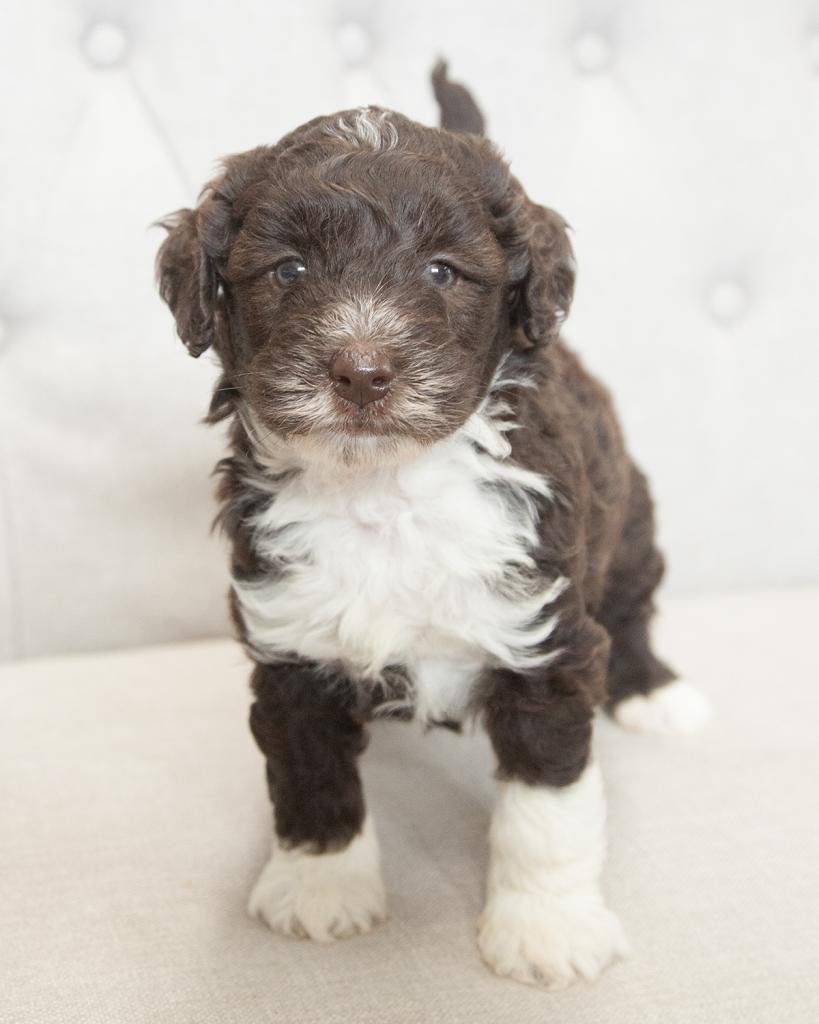 Mini Goldendoodle - Male