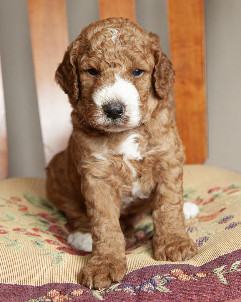 Mini F1b Goldendoodle - Male