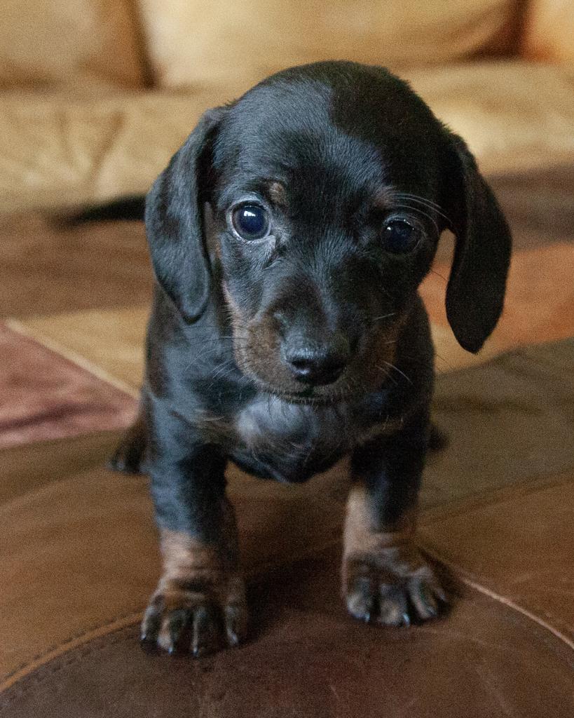 Mini Dachshund - Male