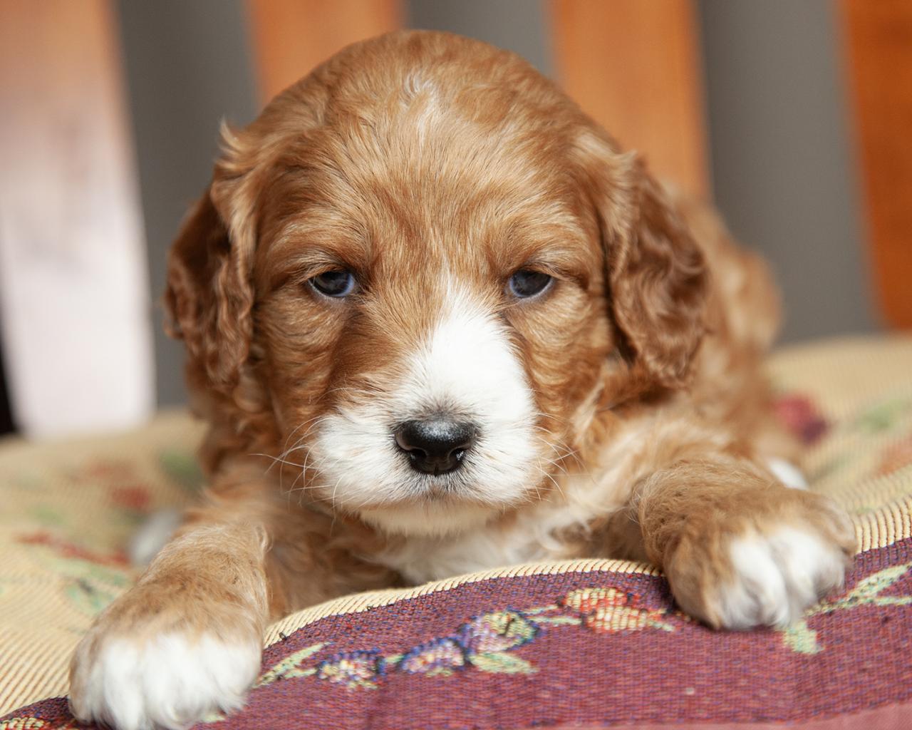 Mini F1b Goldendoodle - Female
