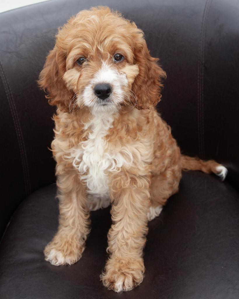 Mini F1b Goldendoodle - Female