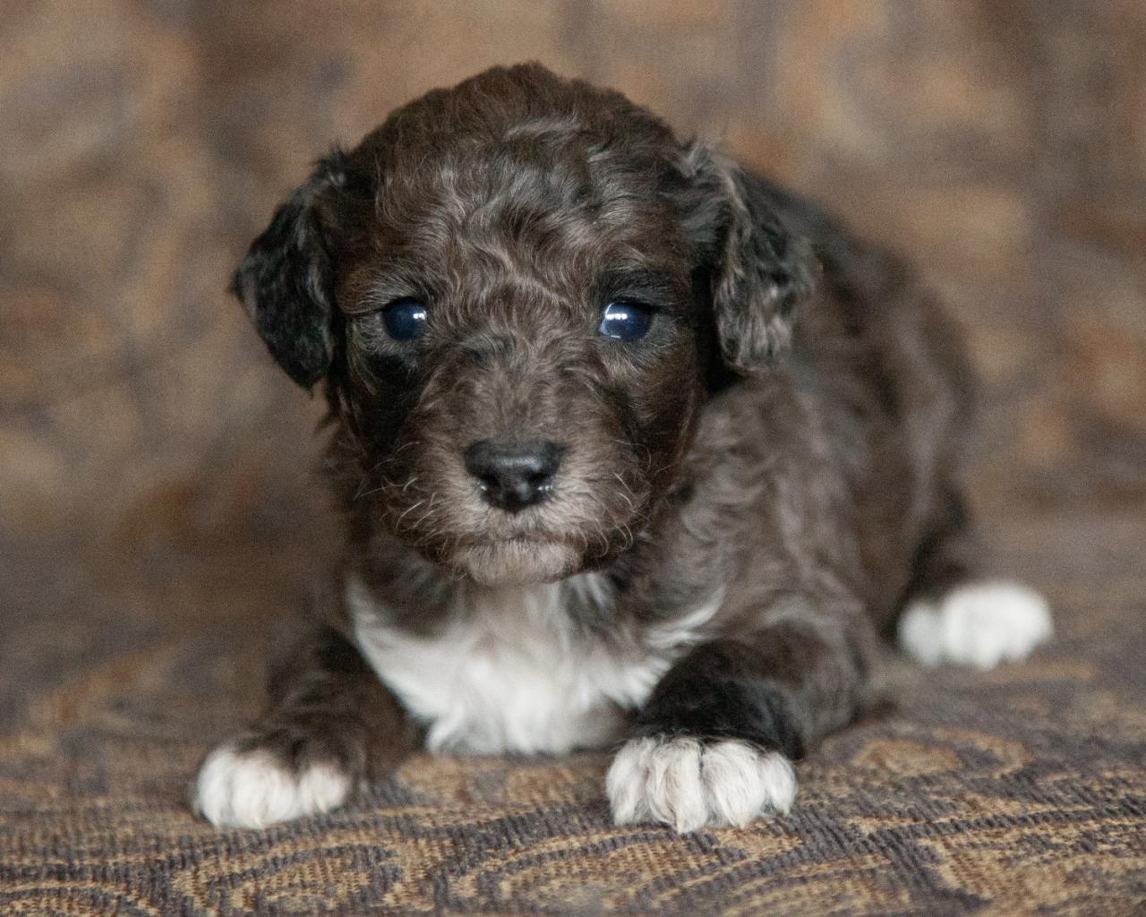 Mini Goldendoodle - Male