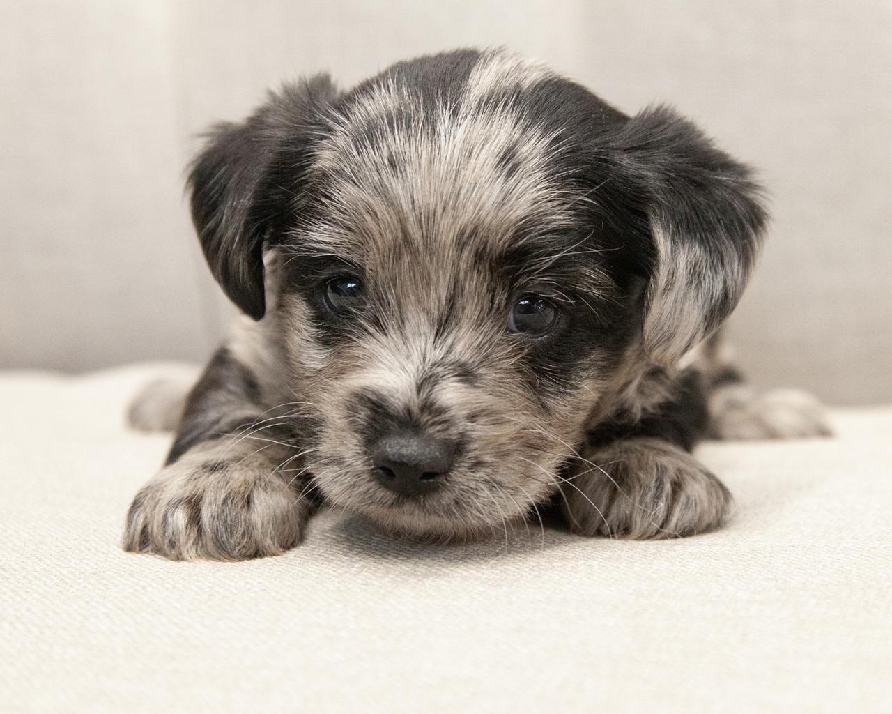 Yorkiepoo - Male