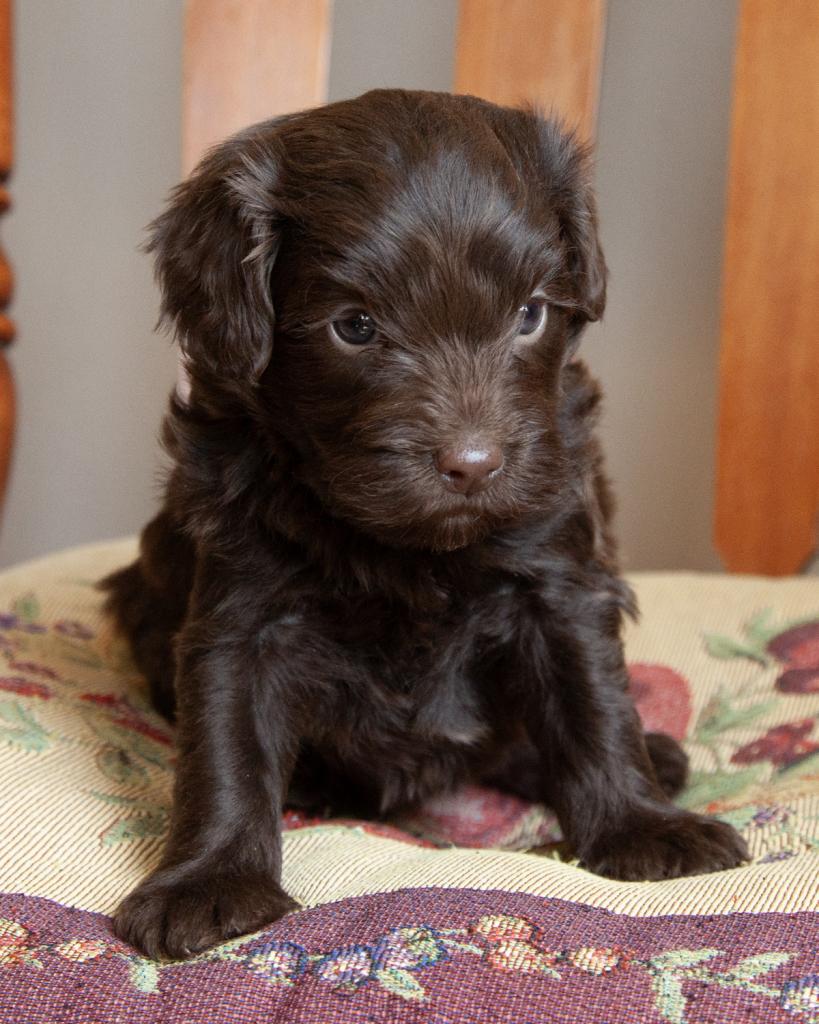 Mini Bernedoodle - Female