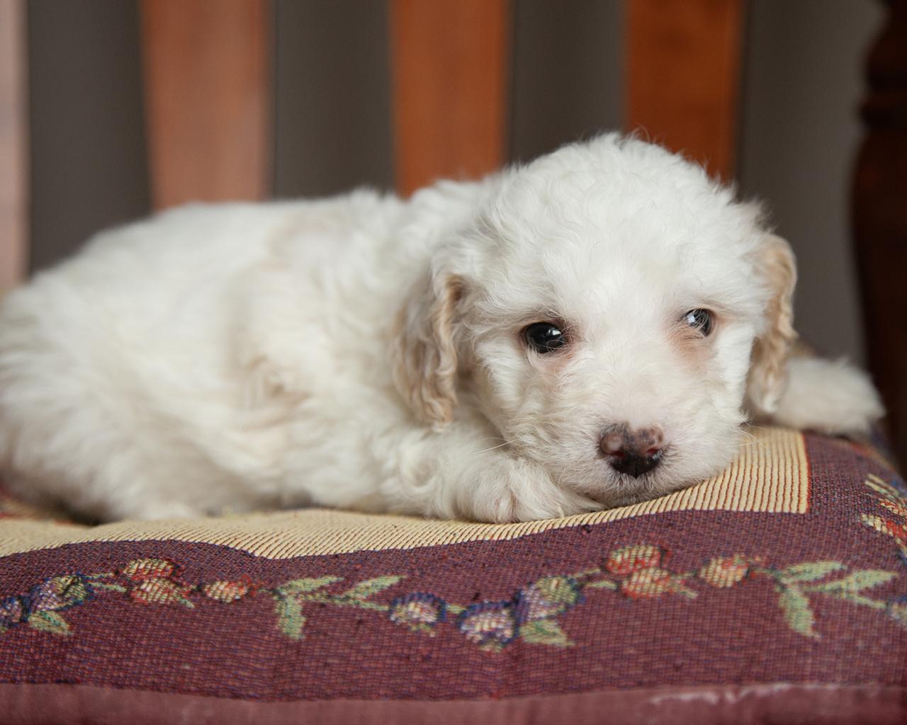 Mini Goldendoodle - Male