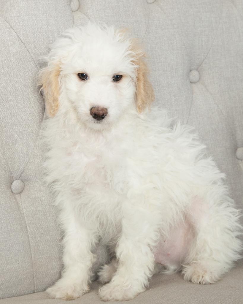 Mini Goldendoodle - Male