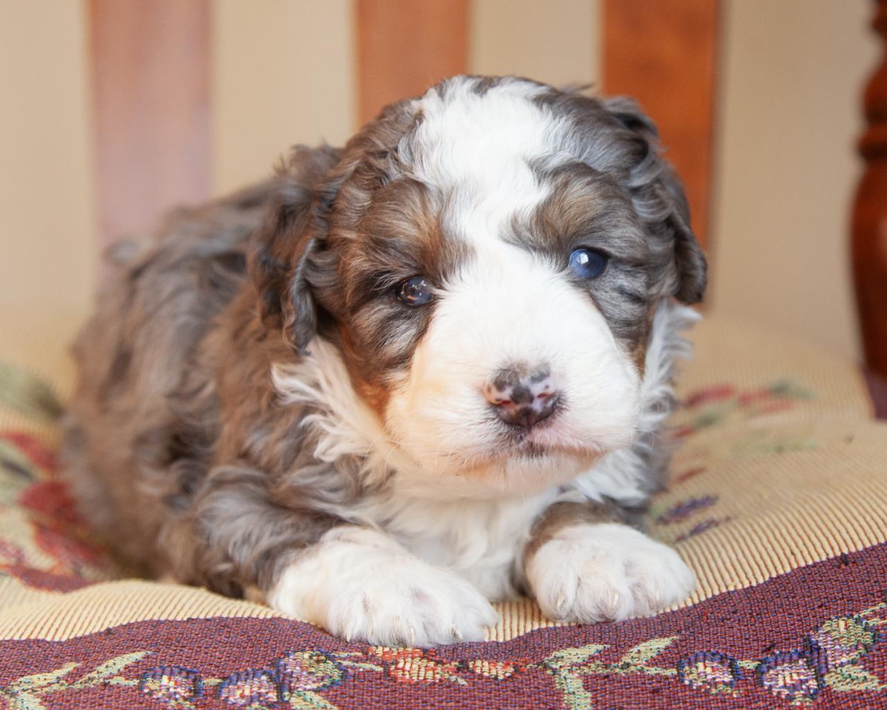 Mini Bernedoodle - Male