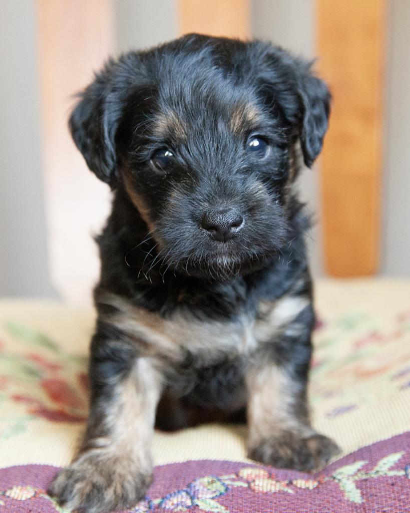 Yorkiepoo - Male