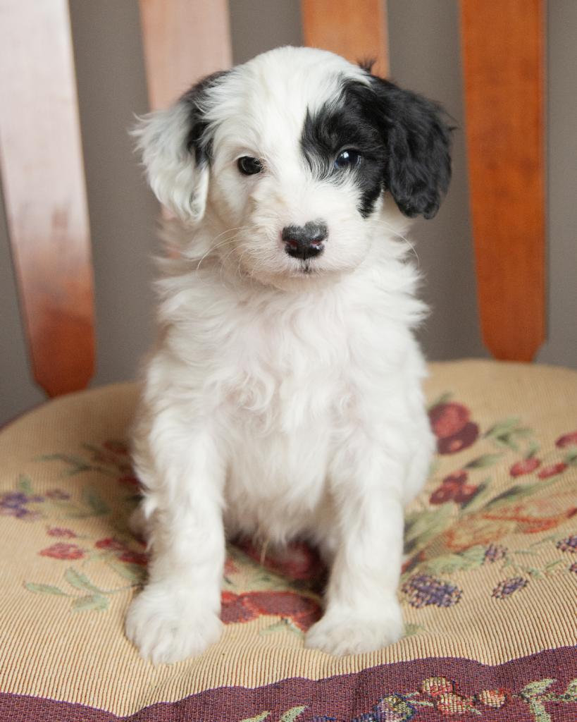 Mini Goldendoodle - Male