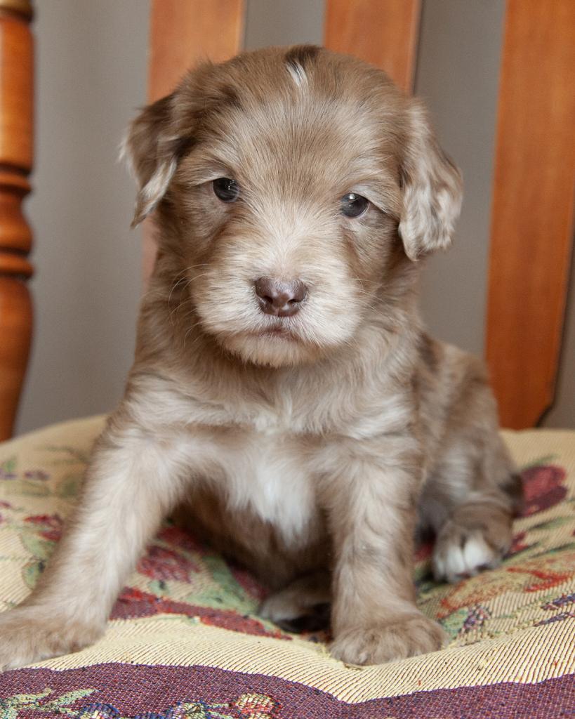 Mini Bernedoodle - Male
