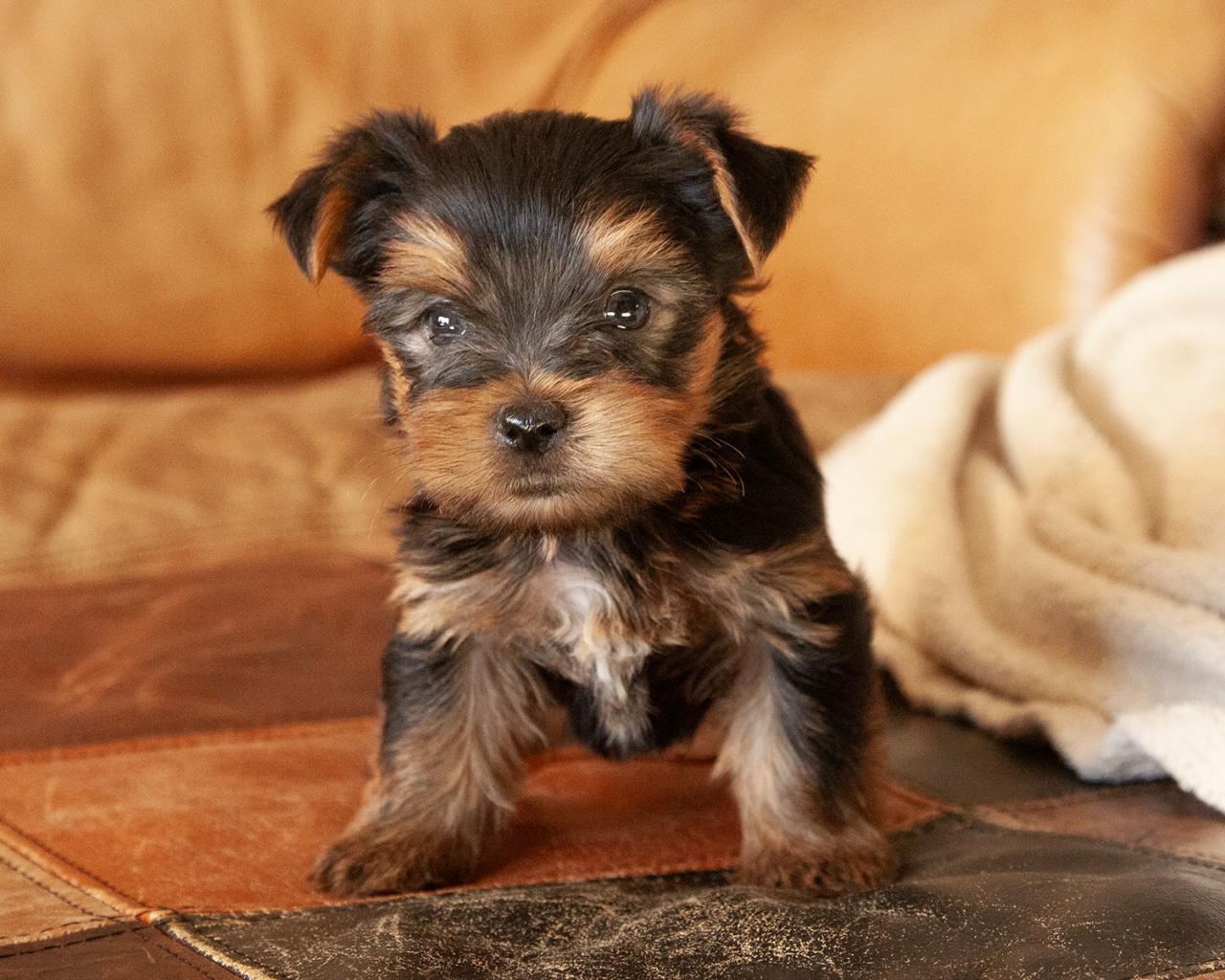 Yorkshire Terrier - Male