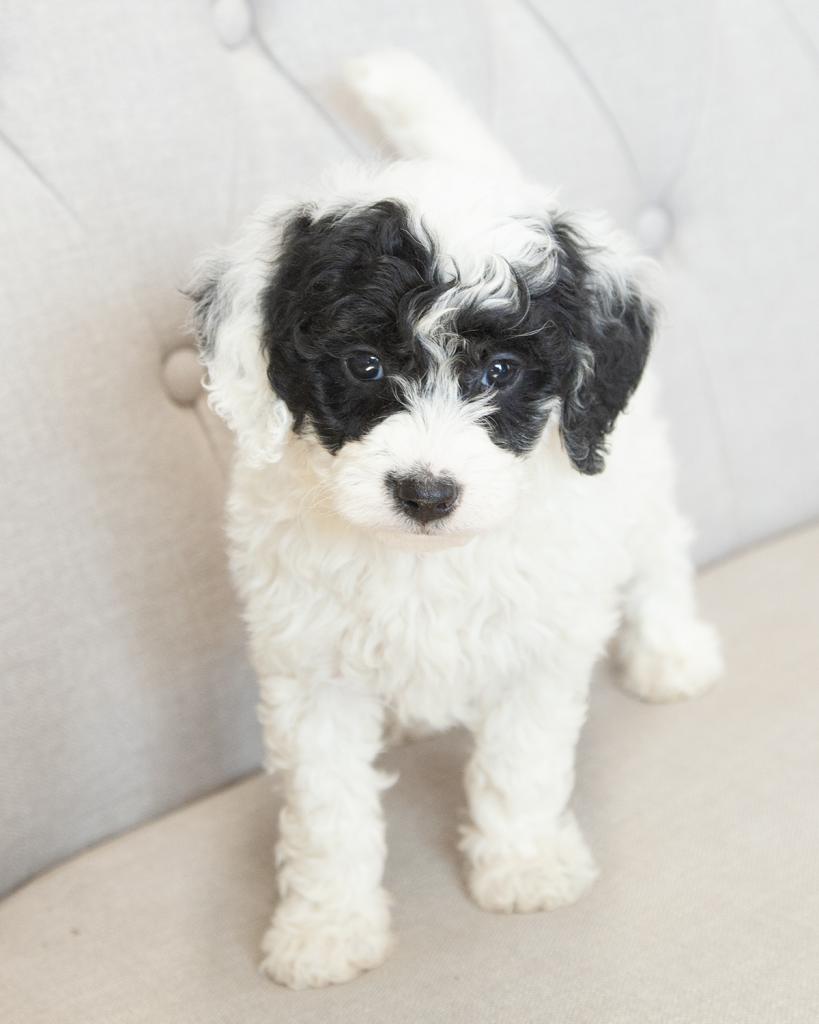 Mini F1b Goldendoodle - Female