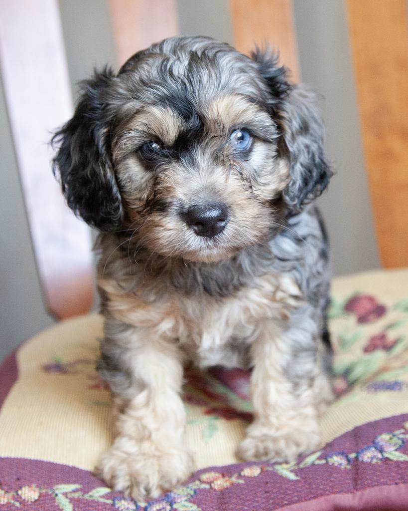 Cavapoo - Male