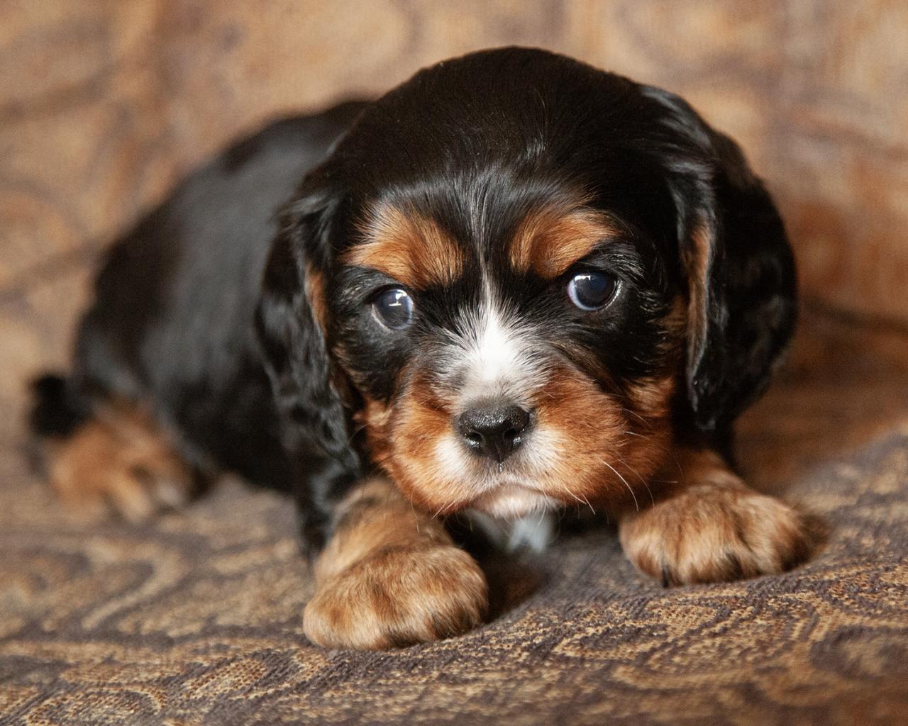 Cavalier King Charles Spaniel - Male